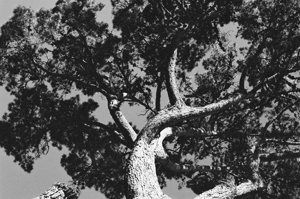 Botanic Garden (SF 2013) #5 - California