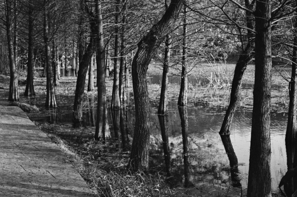 Botanical Garden (Nanjing) #6 - Nanjing