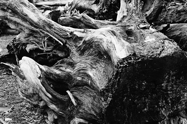 Old Trees (Luodong Cultural Park) #5 - Taiwan