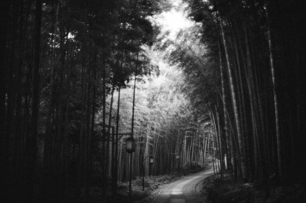 Bamboo Forest (Hangzhou) #2 - Hangzhou and Yellow Mountain