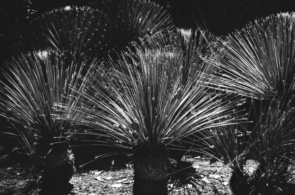 Botanical Garden (Mexico City) #1 - North America