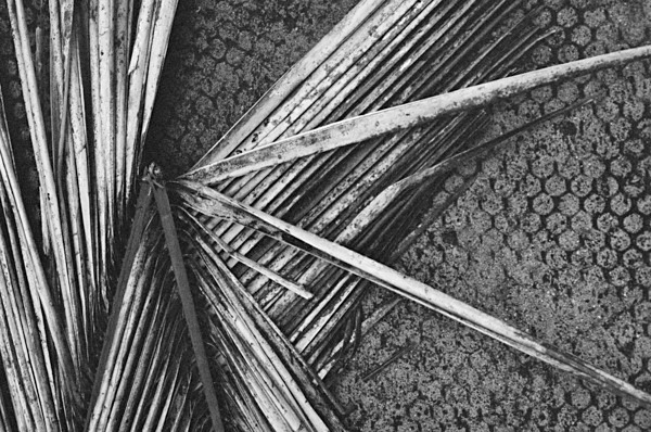 Still Life (Trivandrum) - India