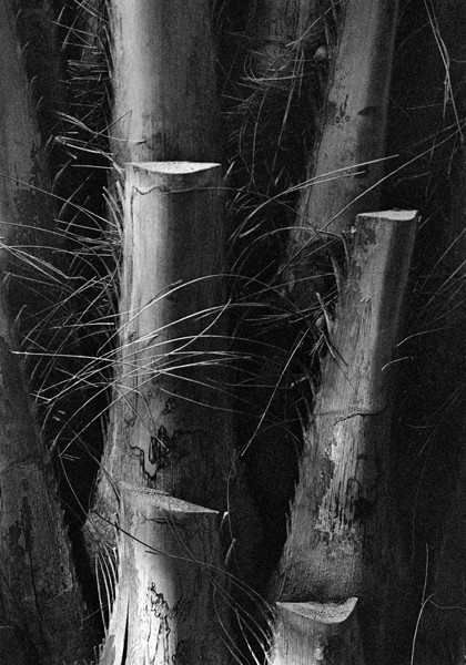 Bamboo (Rio de Janiero) - South America