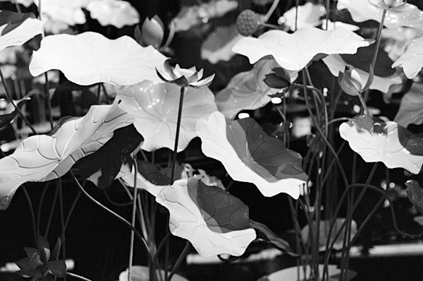 Still Life (Nanjing) #5 - China