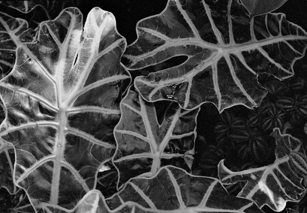 Leaves (Botanical Garden) - Around Town (DC)