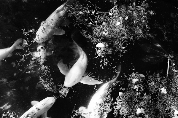 Lazy Koi #2 - Fauna