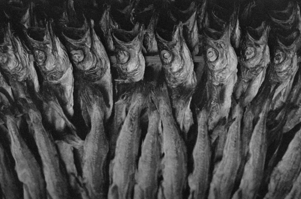 Fish Market (Seoul) - Korea