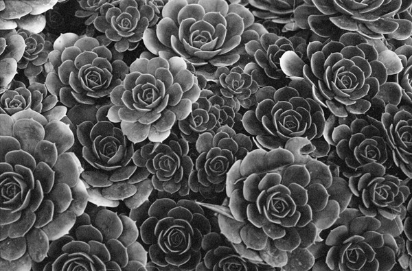 Succulents (Botanical Garden) - Around Town (DC)