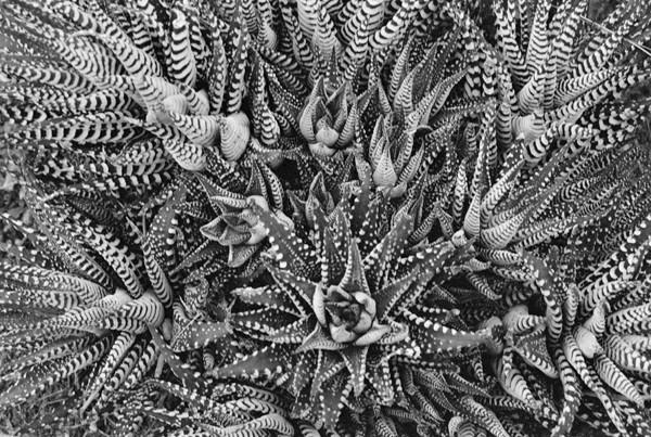Succulents (Tel Aviv) - Israel and Middle East