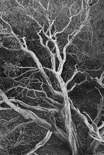 Fallen Tree (La Jolla Pine Barrens) - California