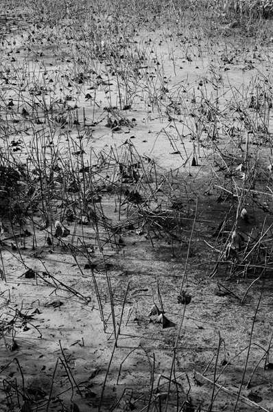 Botanical Garden (Nanging) #8 - Nanjing