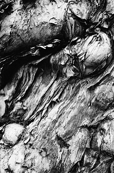 Treetrunk (Taipei) #15 - Taiwan