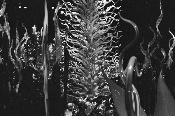 Chihuly (VMA) #1 - North America
