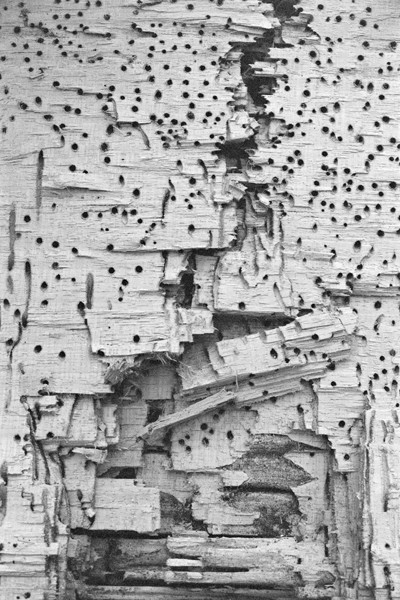 Termites (Rio de Janiero) #2 - South America