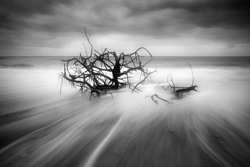 Tree in Sea