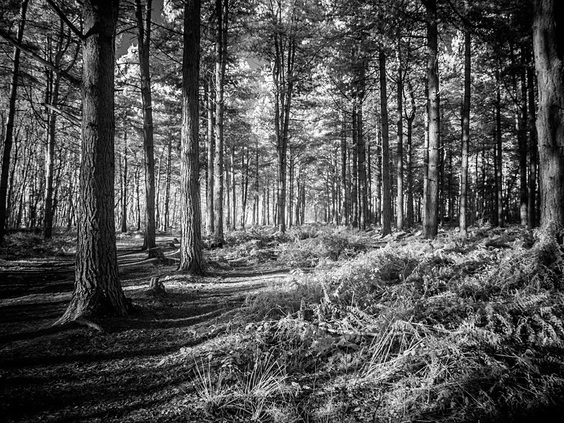 23 01-1200108 - Infrared