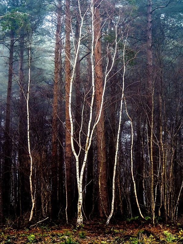 22 03-1150078 - Landscapes