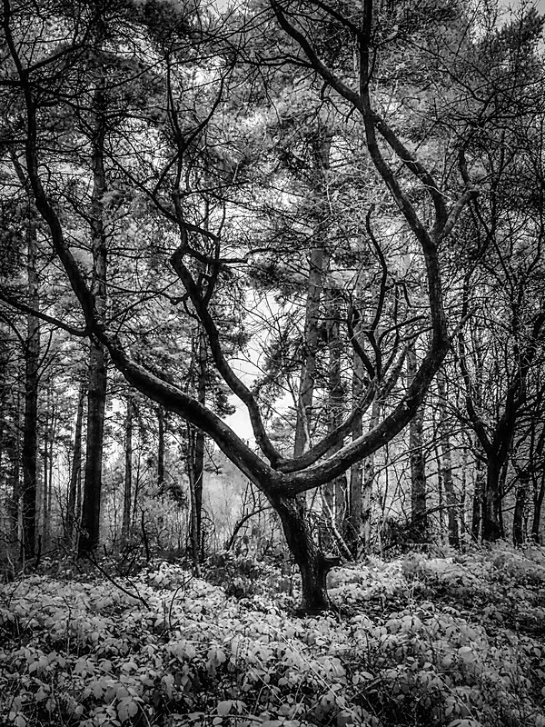 21 61-240053 - Infrared