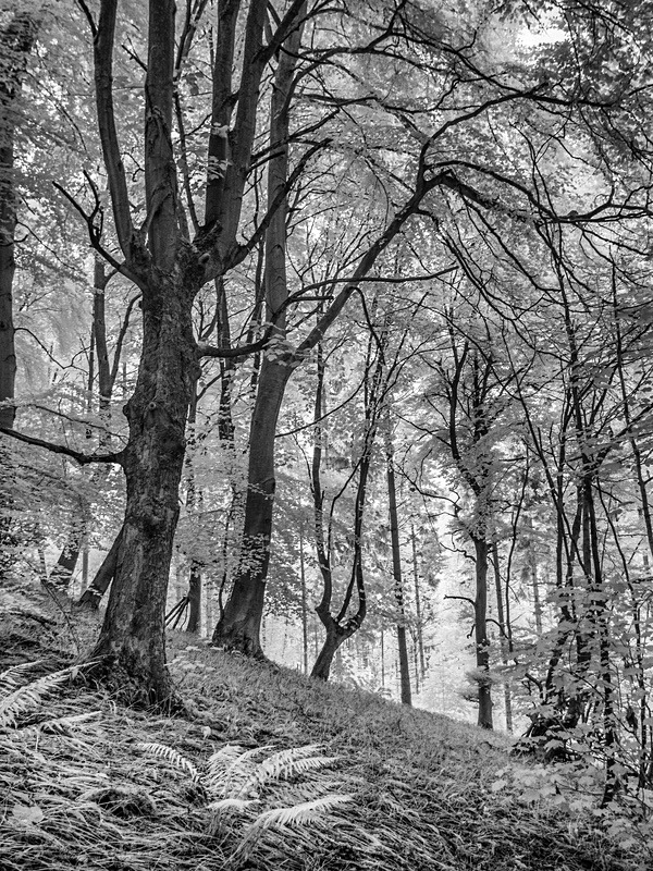 20 11-6200049 - Infrared