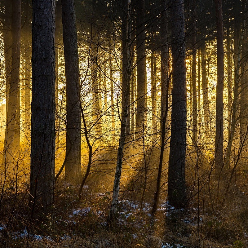 19 03-202 - Landscapes