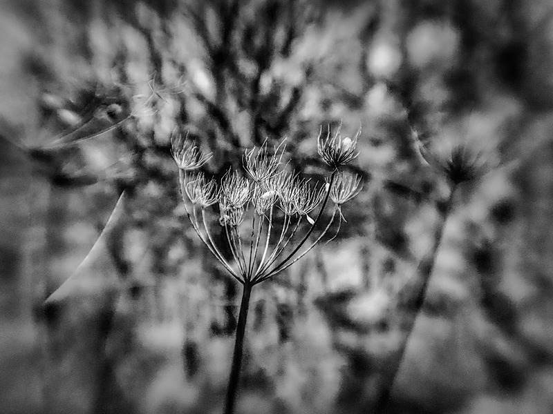 21 61-240066 - Infrared