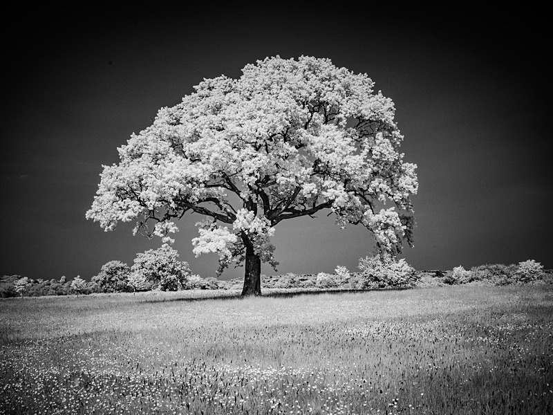 23 15-5220050 - Infrared