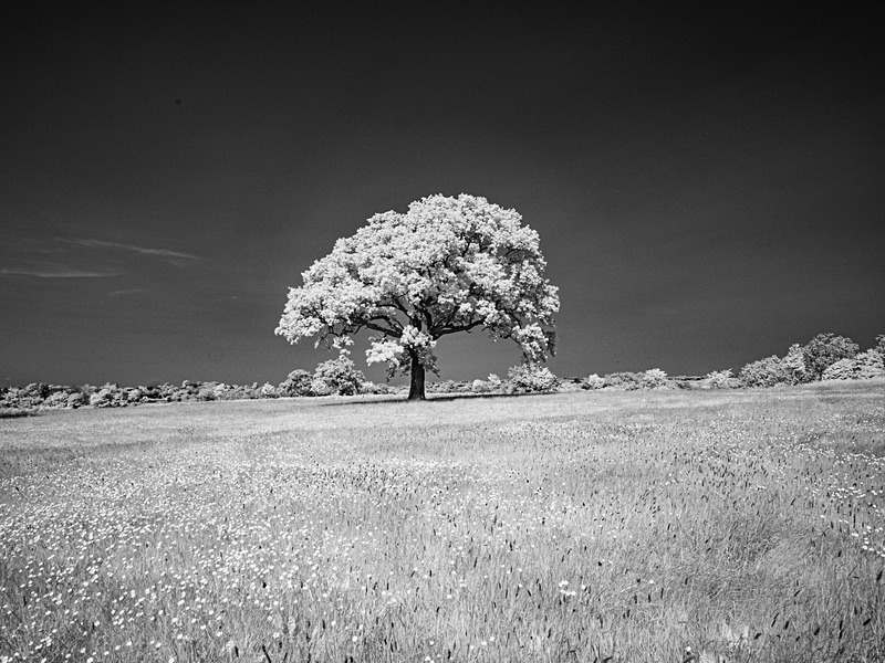23 15-5220051 - Infrared