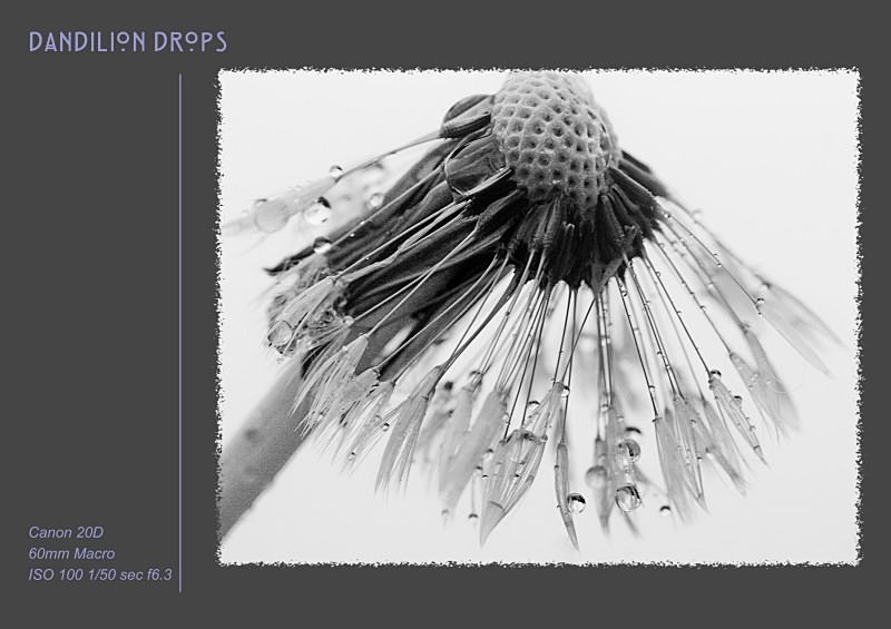 Dandilion drops - Fine Art & Still Life