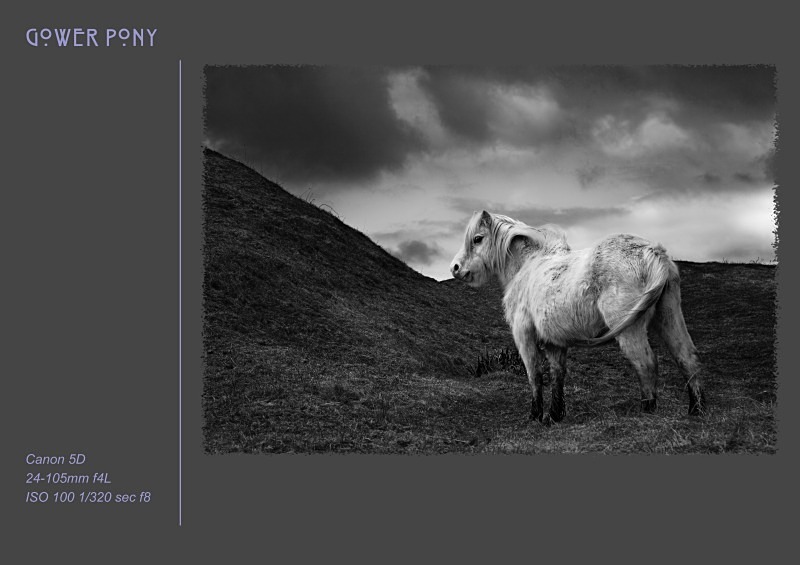 gower pony - Fine Art & Still Life