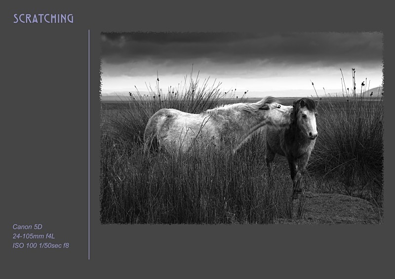 scratching - Fine Art & Still Life