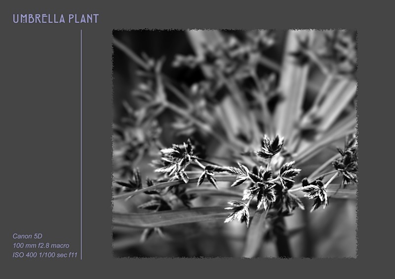 umbreea plant - Fine Art & Still Life