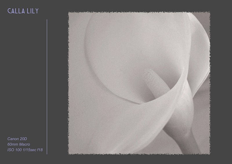 lily - Fine Art & Still Life
