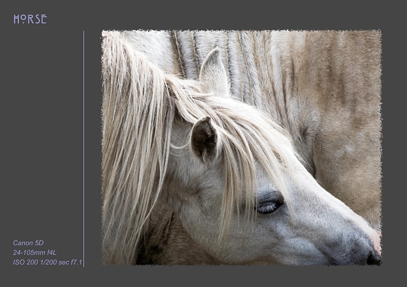 horse - Fine Art & Still Life