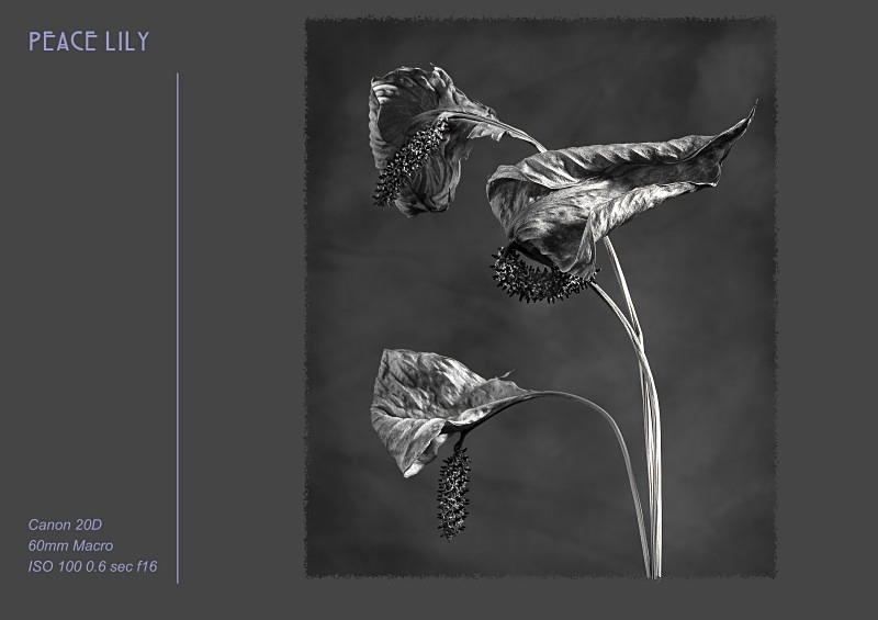 peace lily - Fine Art & Still Life