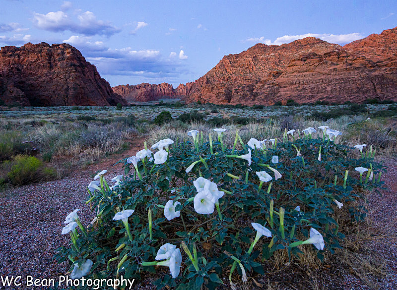 Night Trumpets and Red Rocks - Mountains