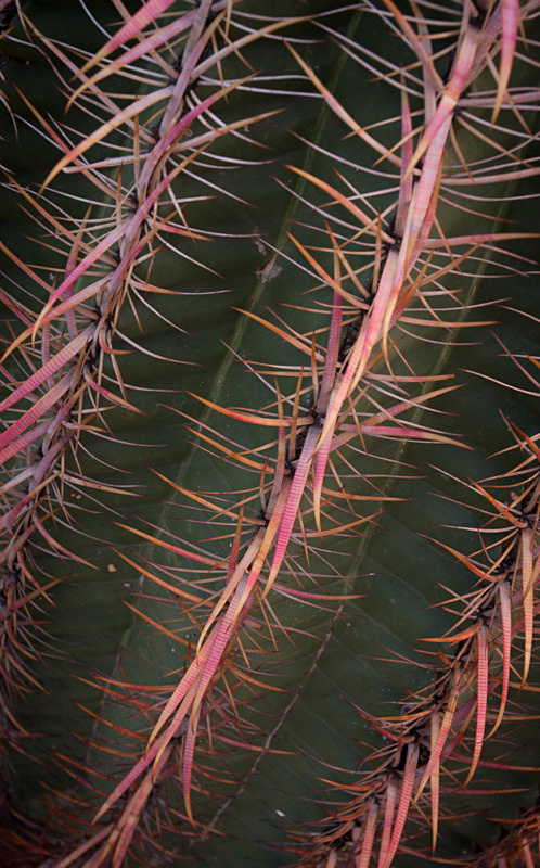 Saguaro - Deserts