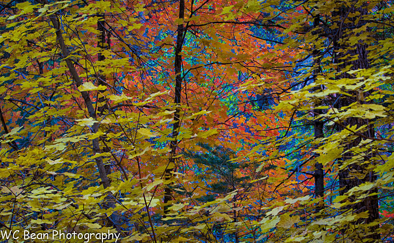 Fall Colors Mosaic - Trees and Flowers