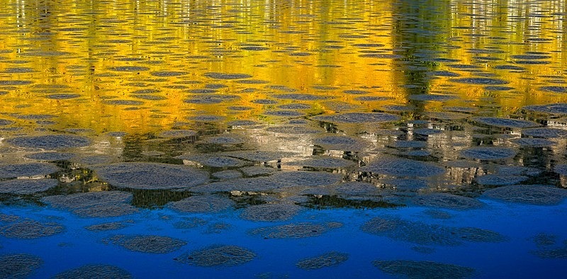 Pond Reflections - Trees and Flowers