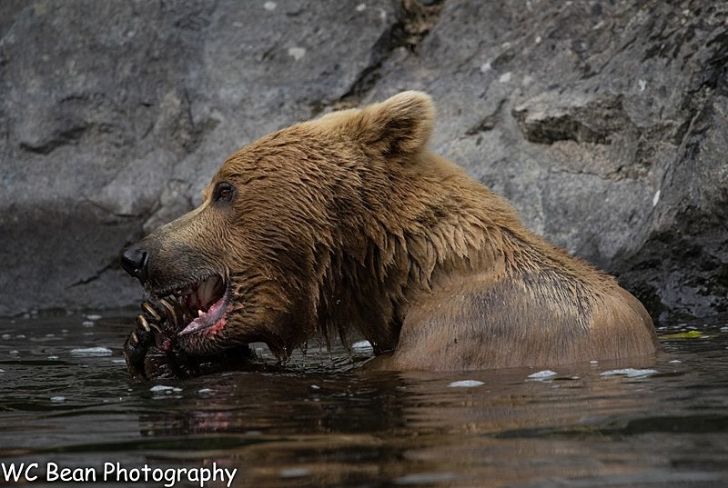 Salmon cruching - Critters