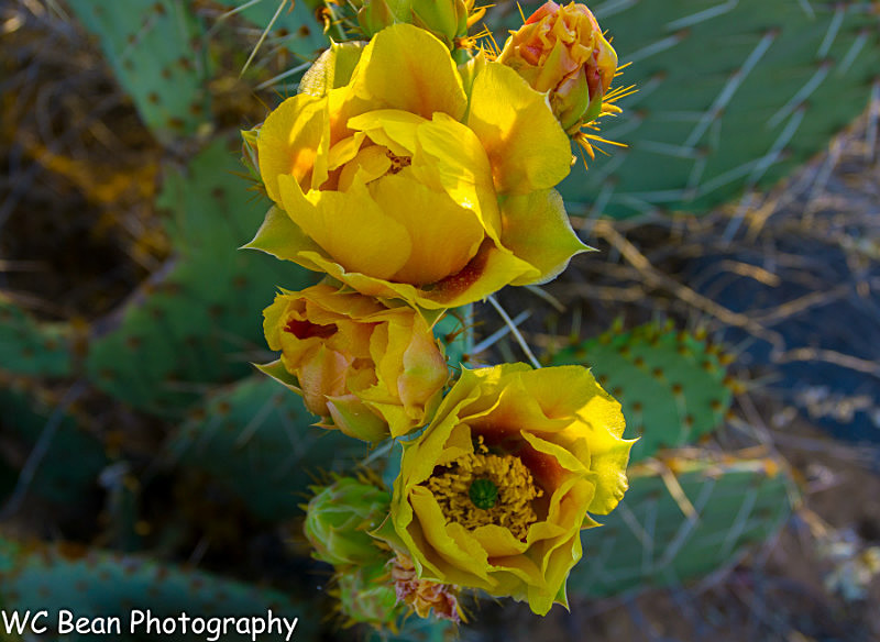 Cactus Flower 3 - Trees and Flowers