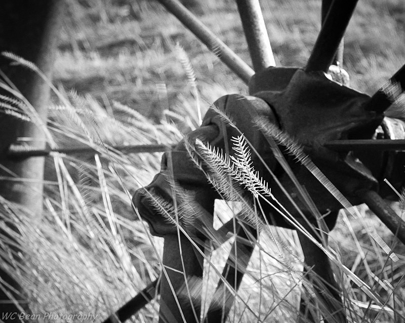 Weeds - Black & White Images