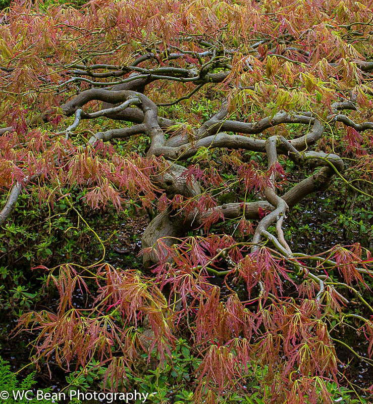 Portland Japanese Gardens - Trees and Flowers
