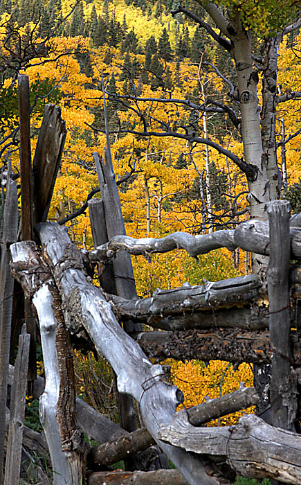 Outside the Corral - Trees and Flowers