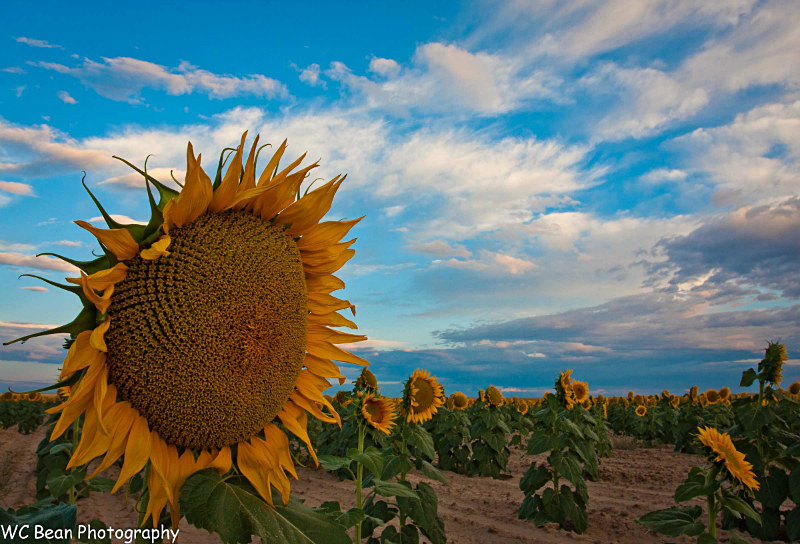 Giant sunflower - Trees and Flowers