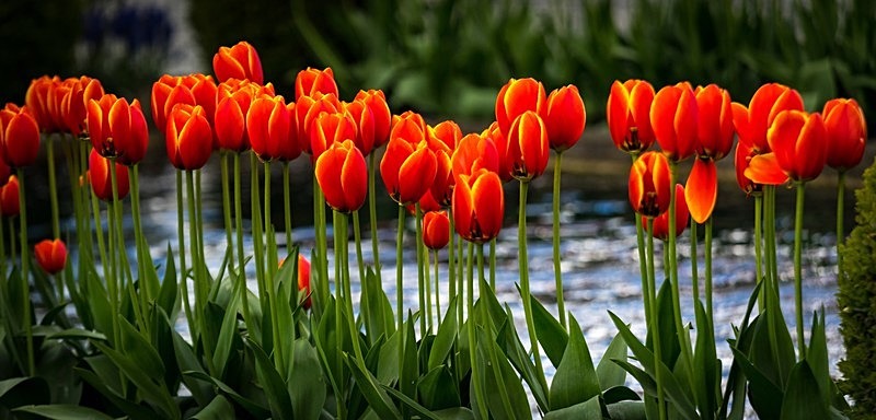Tulip Panorama - Trees and Flowers