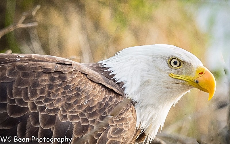Eagle - Critters