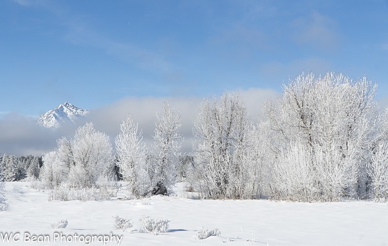 GTNP Winter 2 - Trees and Flowers