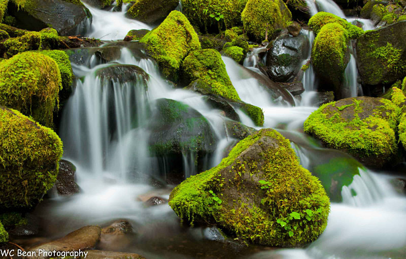 Mossy Cascade - Water