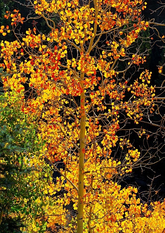 Backlit Aspens 1 - 2022 Fall Colors