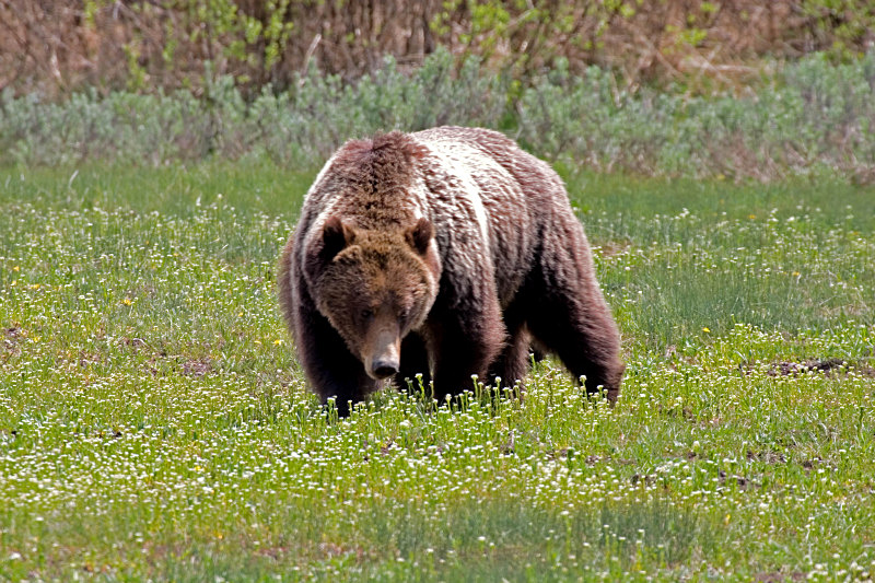Bear #399 - Critters
